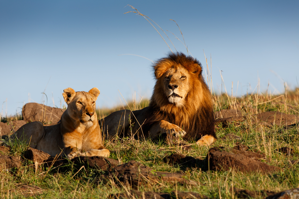 Lion,Lipstick,With,His,Favorite,Lioness,In,Masai,Mara,,Kenya