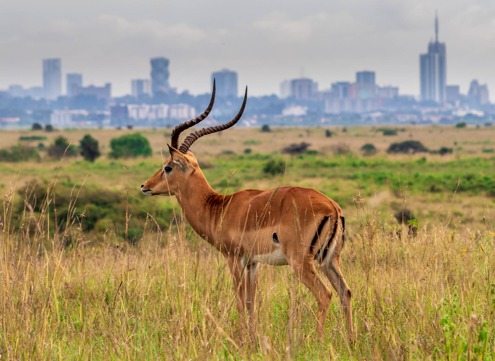 Nairobi,National,Park,Kenya,Wildlife,Animals