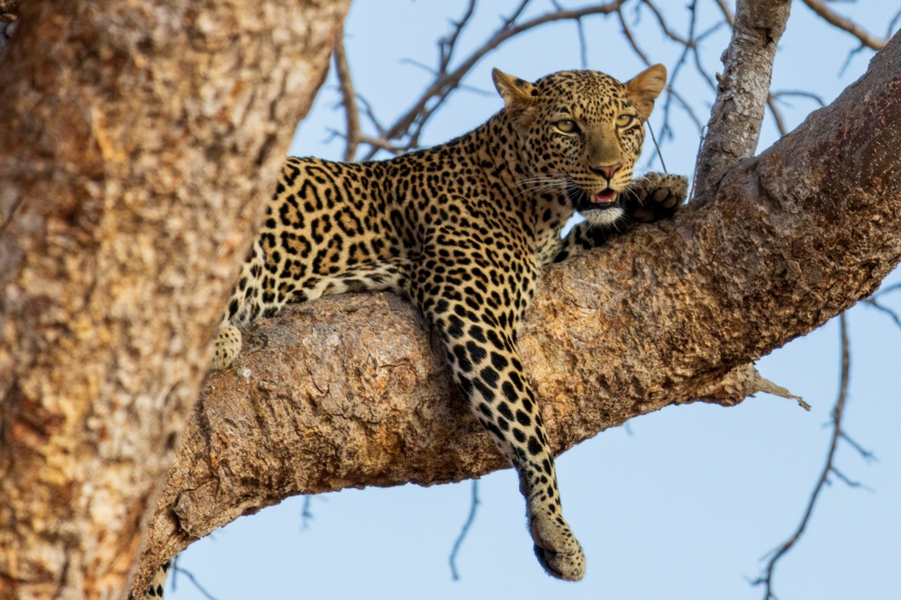 Young,African,Leopard,Lying,On,A,Branch,Looking