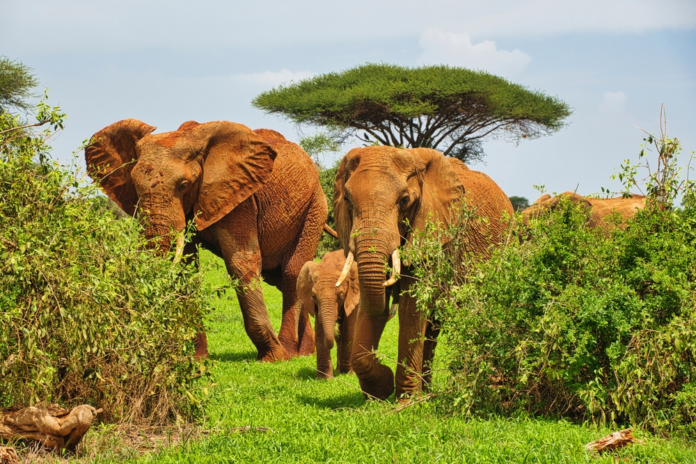 Elephants,In,The,Tsavo,East,And,Tsavo,West,National,Park