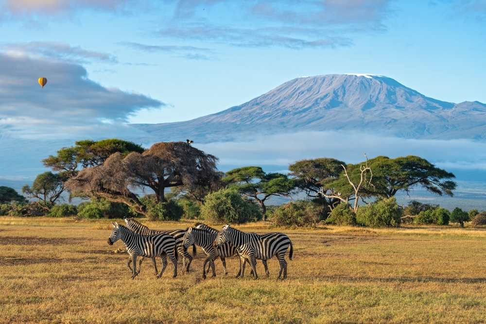 A,Herd,Of,Plains,Zebra,Walks,Against,The,Clear,View