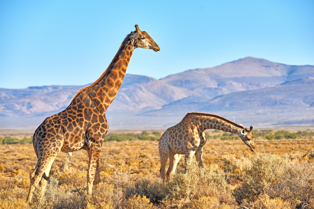 Giraffes,,Mountain,And,Wildlife,In,Africa,For,Nature,,Landscape,Or