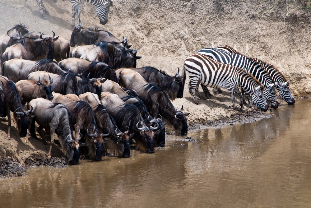 Herd,Of,Blue,Wildebeest,(brindled,Gnu),(connochaetes,Taurinus),And,Common