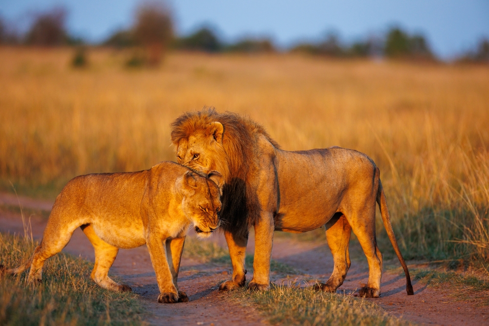 A,Pair,Of,Lion,And,Lioness,In,Grassland,In,Masai
